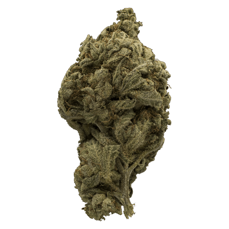 La Blanca Gold | BC Weed Edible Canada La Blanca Gold | BC Weed Edible Canada