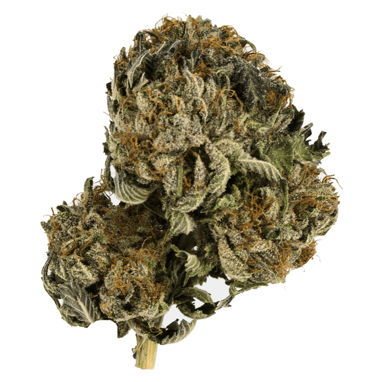 Black Tuna – 1 ounce | BC Weed Edible Canada Black Tuna – 1 ounce | BC Weed Edible Canada