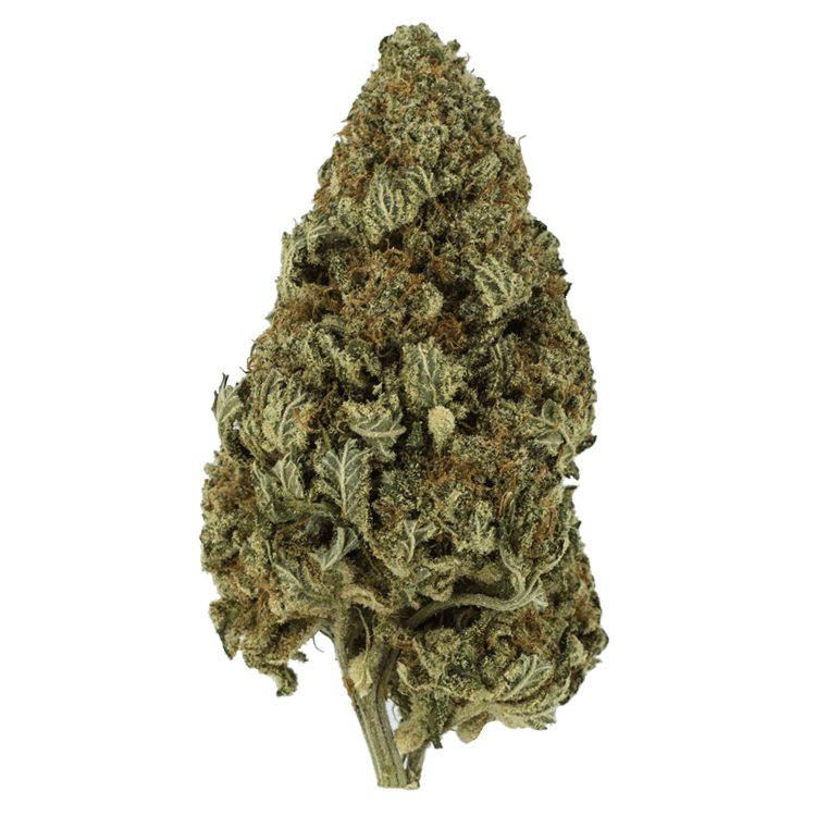 Hulkamania | BC Weed Edible Canada Hulkamania | BC Weed Edible Canada