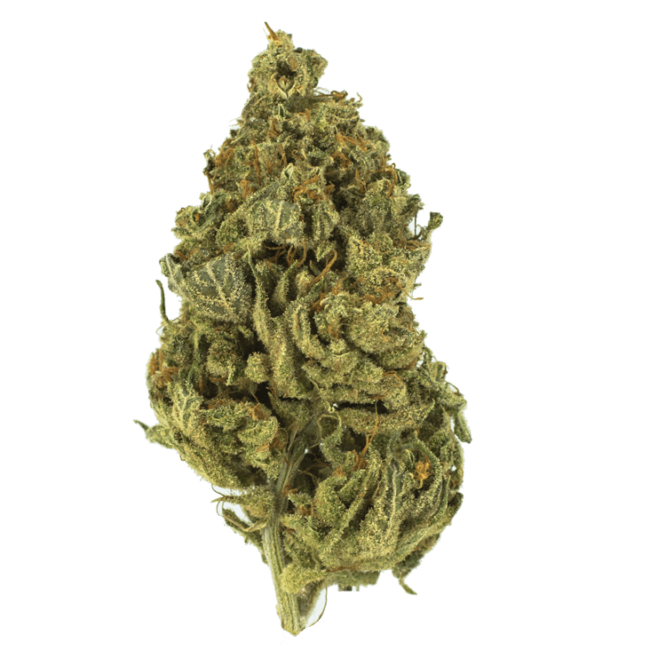 Chocolate Diesel | BC Weed Edible Canada Chocolate Diesel | BC Weed Edible Canada