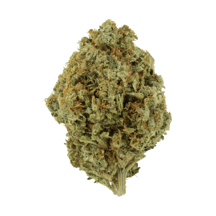 Orange Barb | BC Weed Edible Canada Orange Barb | BC Weed Edible Canada