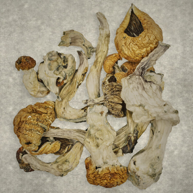 Z Farm | BC Weed Edible Canada Z Farm | BC Weed Edible Canada