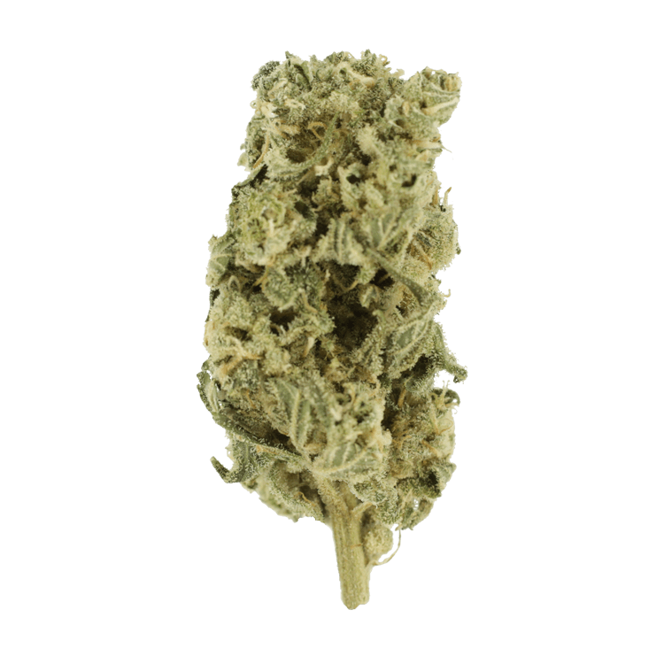 Hash Plant – 1oz / $60 | BC Weed Edible Canada Hash Plant – 1oz / $60 | BC Weed Edible Canada